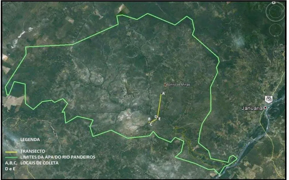 Figura 3 – Localização do transecto (linha amarela) com indicação dos locais de coleta –APAE do Rio Pandeiros 