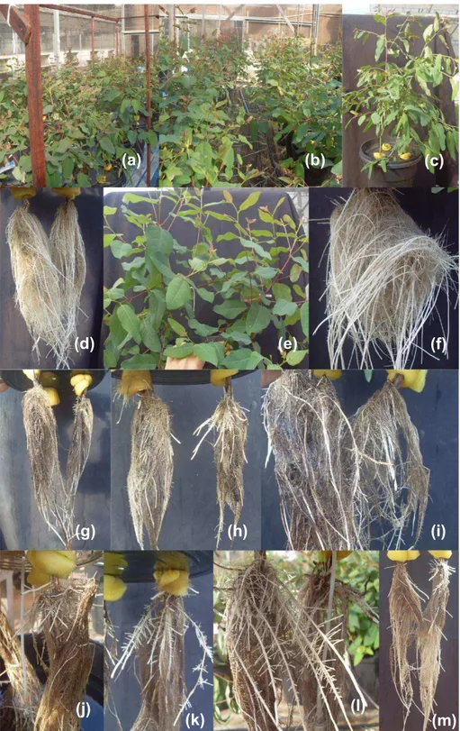 Figura  2:  Fotos  do  experimento  (a,  b)  utilizando  dois  clones  de  Eucalyptus  com  tolerância diferencial à SPEVRD, submetidos a diferentes concentrações de O 2  (8 e 4  mg L -1 ) e Mn (300 e 1,39 mg L -1 )
