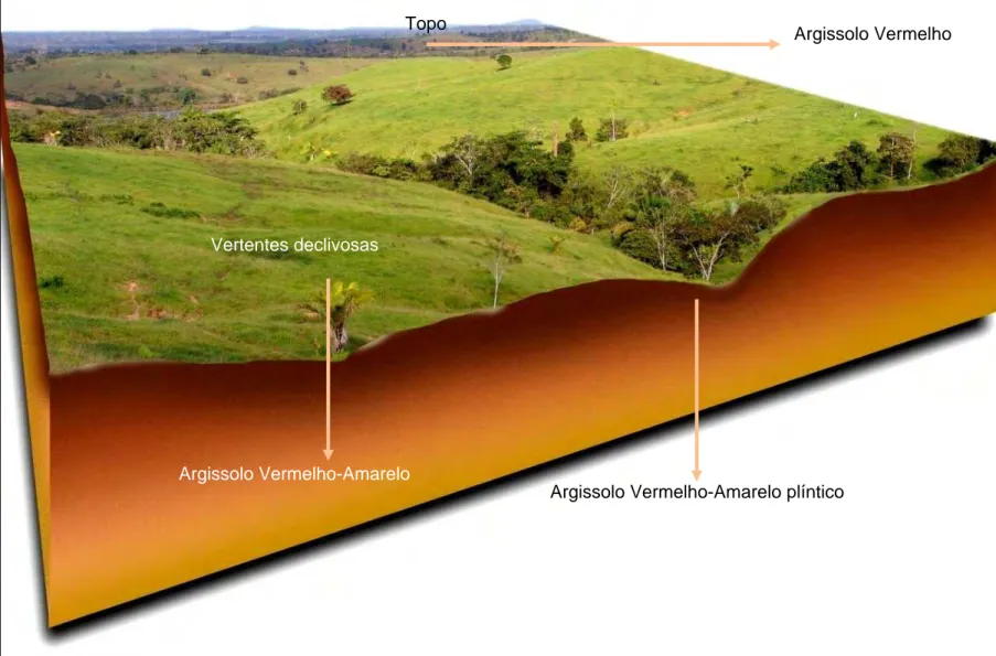 Figura 10. Bloco diagrama do relevo suave ondulado as margens do ramal Tupá, município de Xapuri, Acre