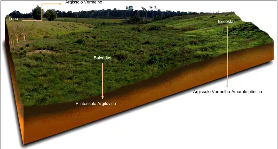 Figura 11. Bloco diagrama do relevo suave ondulado as margens do ramal Tupá, município de Xapuri, Acre