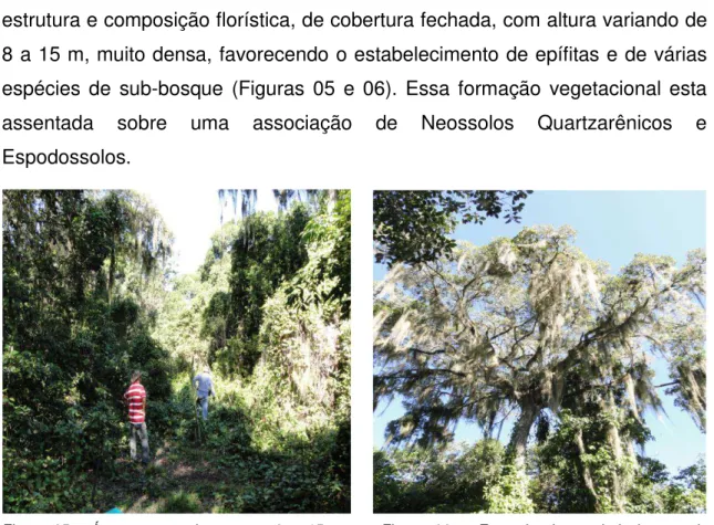 Figura  05  -  Árvores  com  altura  entre  8  e  15  m  beneficiando  o  estabelecimento  de  espécies  de  sub-bosque – PEPCV.