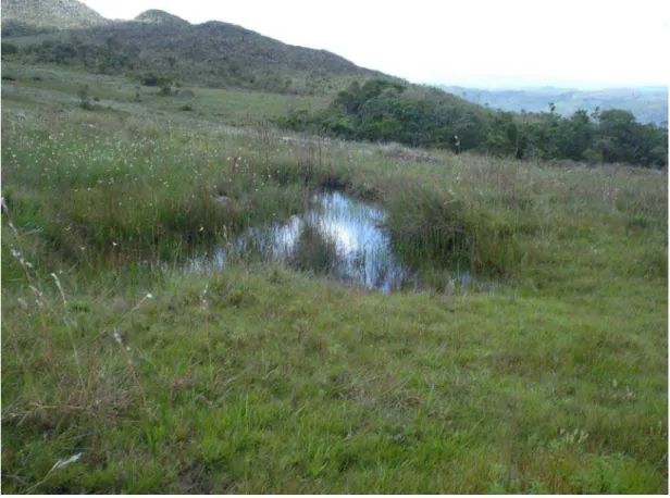 Figura 8: Fisionomia de Campos brejosos do “Parque Estadual Serra do  Ouro”, Ouro Branco, Minas Gerais