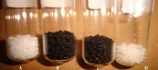 Figura 2. Uréia perolada (A), uréia perolada revestida com ácidos húmicos obtidos de  carvão de Eucalyptus grandis produzido com temperatura final de carbonização de  350 ºC U-AH 350  (B), e 450 ºC U-AH 450  (C) e com óleo de soja (D)