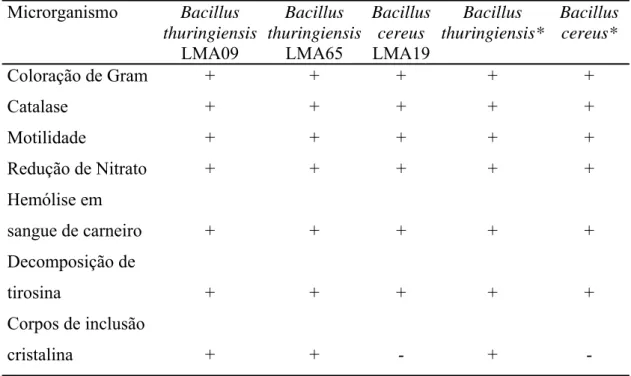 Tabela 2. Características bioquímicas e morfológicas dos isolados de  Bacillus da polpa de manga deteriorada