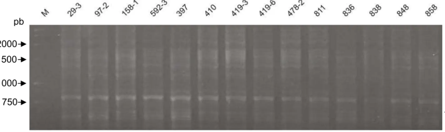Figura 5. Seqüências BOX de isolados de P. griseola. M - 1 Kb DNA Ladder,  utilizado como marcador de tamanho molecular