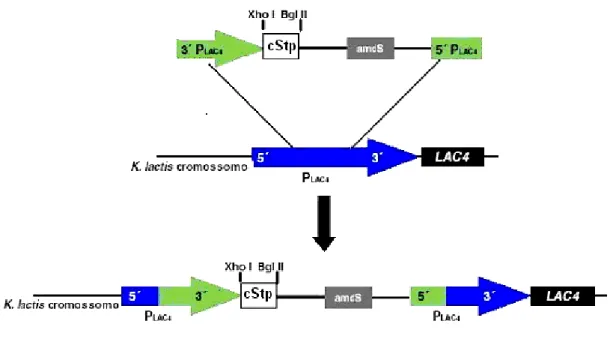 Figura 9: Cassete de integração no promotor pLAC4, contendo o gene marcador amdS 