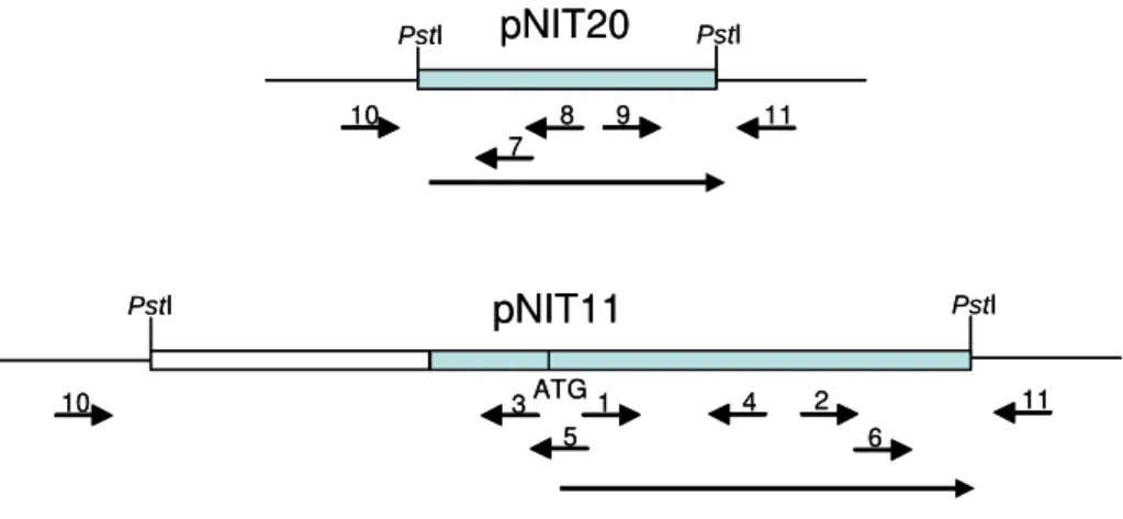 Figura 3 ilustra a estratégia de sequenciamento dos fragmentos de DNA de 6,5 e  0,8 kb