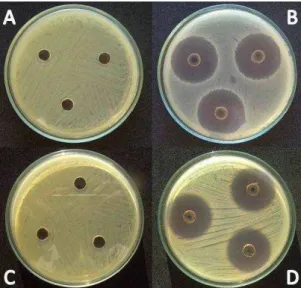 Figura 2.  Representação dos halos de inibição de crescimento de bactérias  na  presença  de  extratos  brutos  de  metabólitos  de  fungos  endofíticos