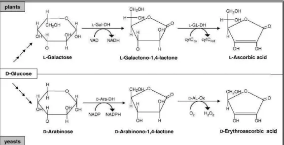 Figura 5. Comparação entre as vias de biossíntese de ALA, em plantas, e ADEA, em leveduras (Bremus et 