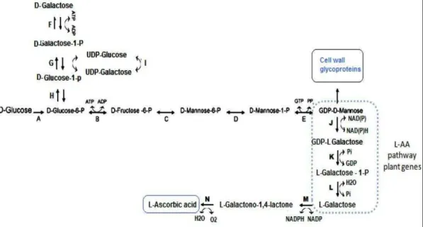 Figura 6. Via de biossíntese em células engenheiradas de K. lactis usando  D -galactose ou lactose como substrato