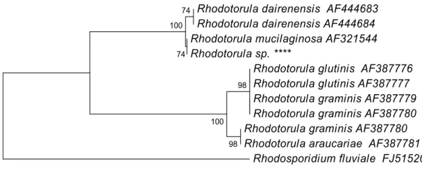 Figure 1. Phylogenetic tree of the UFV- isolated R. mucilaginosa and related  species  of  the  genus  Rhodotorula,  obtained  by  neighbor-joining  analysis  of  the  ITS  region  of  the  5.8S  rRNA,  with  R