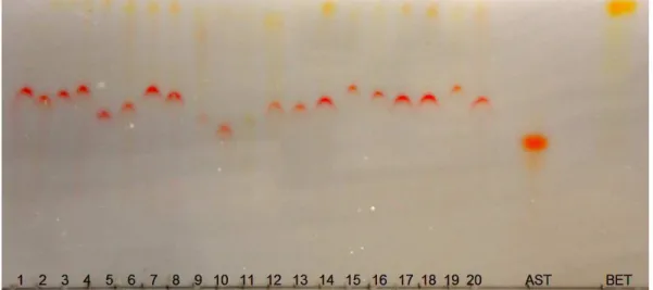 Figure 2.  TLC plate showing the separation of the carotenoids synthesized  by  R.  mucilaginosa  in  the  20  experiments  of  RSM