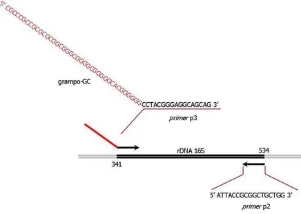 Figura 4: Diagrama esquemático da região do rDNA 16S amplificada por PCR para  avaliação das possíveis diferenças nos dois métodos de desinfestação  confrontados