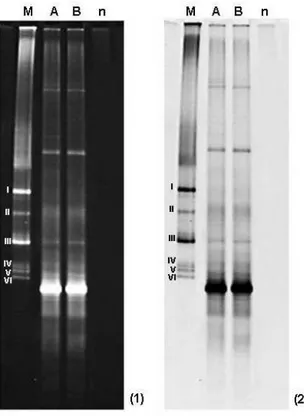 Figura 7: Perfil eletroforético em DGGE de fragmentos do gene rDNA 16S de  bactérias endofíticas, presentes em frutos de café (Coffea arabica L.),  obtido após amplificação utilizando primers universais para Eubacteria  (1)