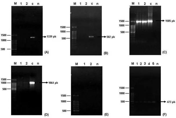 Figura 8: Eletroforese em gel de agarose 1,2% do produto de amplificação por  PCR, utilizando primers específicos, dos fragmentos dos rDNAs 16S de  bactérias endofíticas presentes em frutos de café (Coffea arabica L.)  pertencentes a  αProteobacteria (A), 