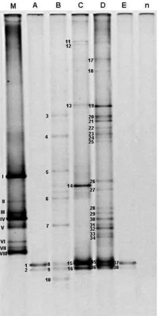 Figura 9: Perfil eletroforético em DDGE de fragmentos do gene rDNA 16S de  bactérias endofíticas presentes em frutos de café (Coffea arabica L.),  obtido após amplificação enzimática utilizado primers específicos para  diferentes filos de Eubacteria e prim