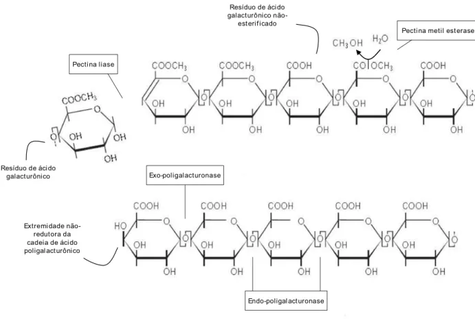 Figura 2. Ação das principais classes de pectinases sobre os polissacarídeos  pécticos