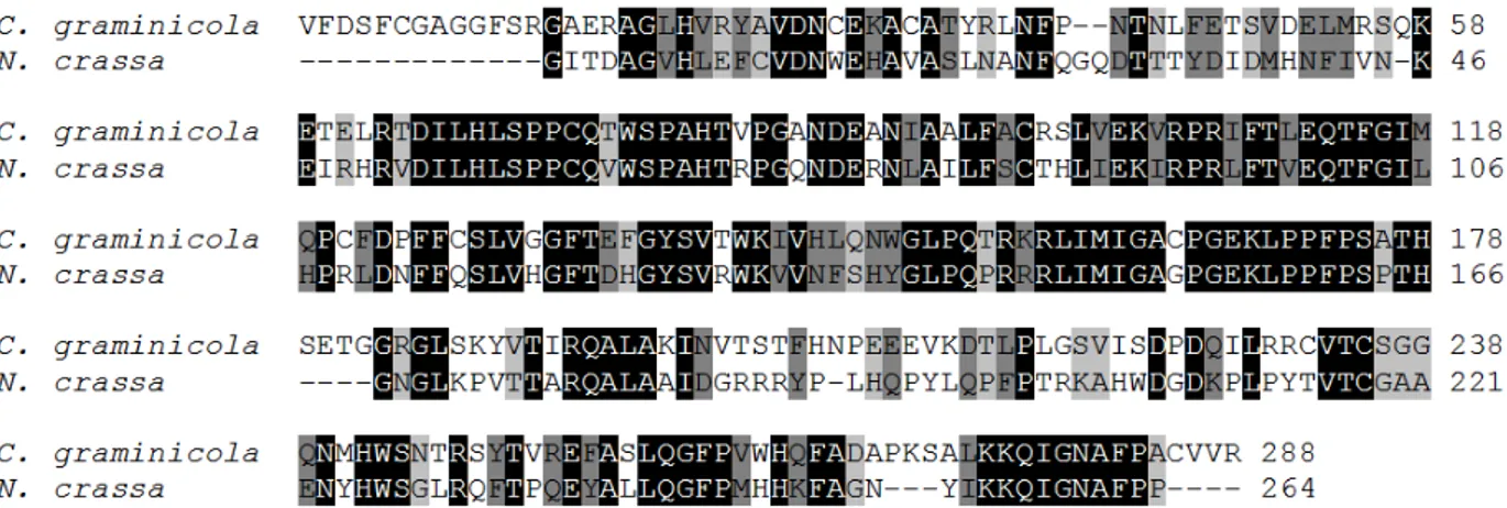 Figura  4-  Comparação  do  domínio  DMT  da  DNA  metiltransferase  identificada  no  genoma  de  C