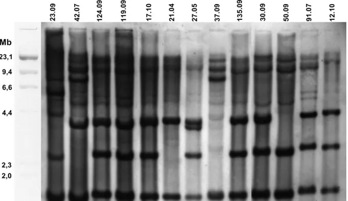 Figura  7-  Diferentes  perfis  de  hibridização  em  condições  de  alta  estringência  da sonda de 963pb derivada da região interna de TCg1 com o DNA genômico  clivado com EcoRI dos vários isolados de C