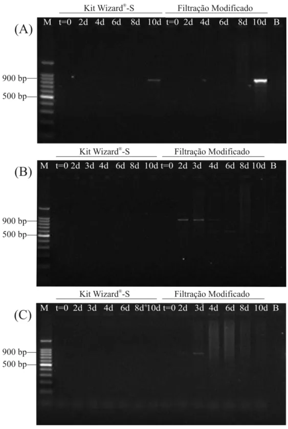 Figura 5  – Eletroforese em gel de agarose 1,5 % para avaliação do limite de detecção  por PCR de P