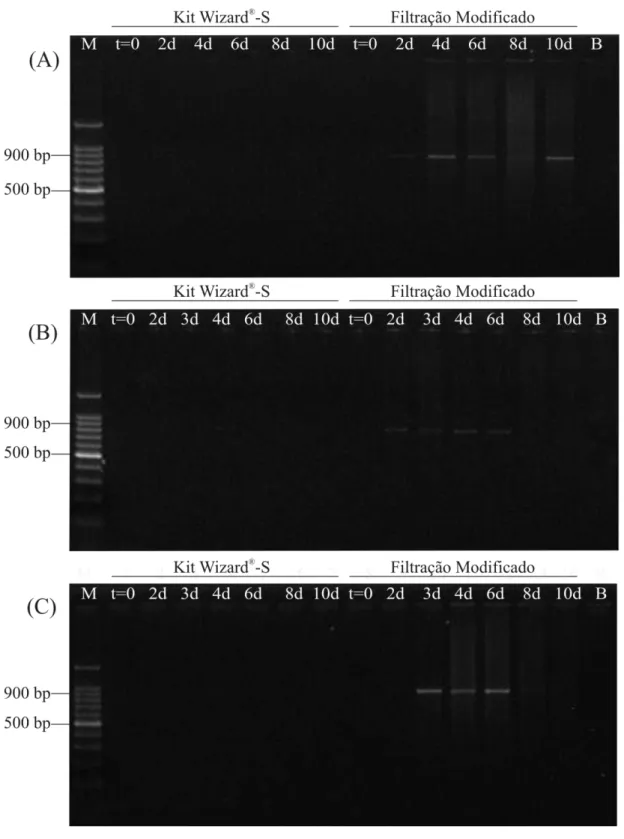 Figura 6  – Eletroforese em gel de agarose 1,5 % para avaliação do limite de detecção  por PCR de P