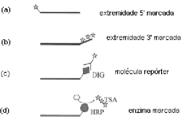Figura 1 - Marcação da sonda. Marcação direta (a) e (b); marcação indireta (c), (d).  Sondas  marcadas com dioxigenina (DIG); Peroxidase horseradish (HRP) que usa tiramida (TSA) como  substrato para amplificação enzimática de sinal (Adaptado de MOTER e GÖB