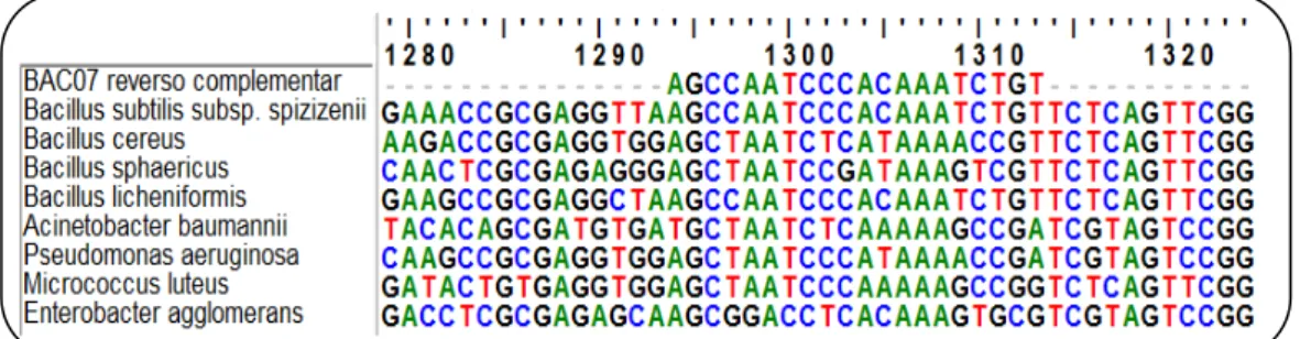 Figura 3 - Alinhamento entre o reverso complementar da sequência da sonda BAC07 com  as sequências do DNAr 16S das mesmas espécies utilizadas neste trabalho