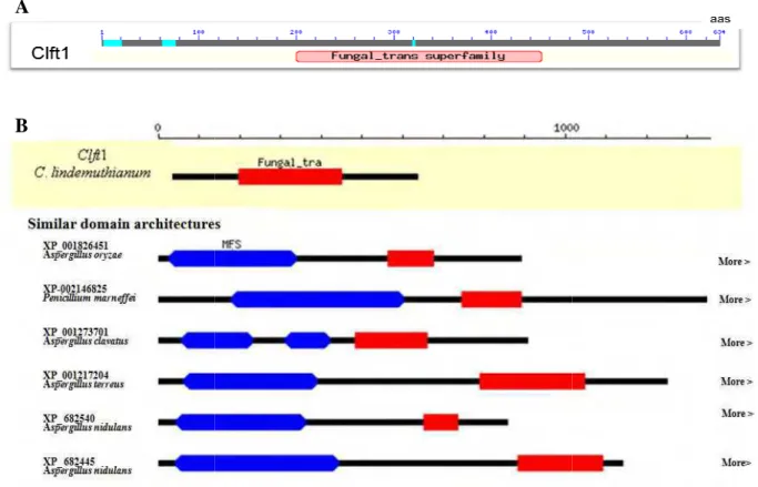Figura  4.  Família  de  regu superfamília  de  fatores  de  tra codificam  fatores  de  trans transportadoras  de  membrana gêneros Aspergillus e Penicilli