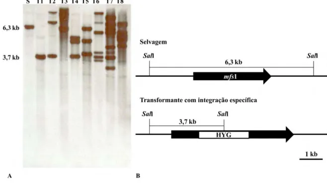Figura 9. Caracterização molecular dos transformantes: determinação do número de cópias do  gene  mfs1  e  tipo  de  integração