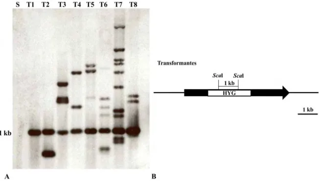 Figura 10. Caracterização molecular dos transformantes: determinação do número de cópias do  gene  hyg  e  tipo  de  integração