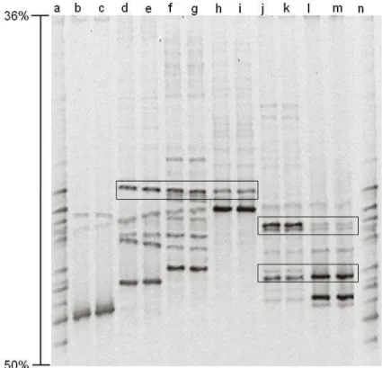 Figura 3. Perfil de bandas dos fragmentos correspondentes ao rDNA 18S  das espécies de FMA utilizadas como marcadores de referência  obtidos pela técnica de DGGE