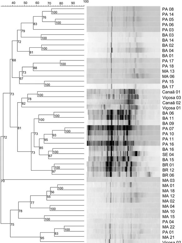 Figura 5- Dendrograma representando a distância e o padrão de bandas  correspondentes ao gene 18S rDNA obtido pela técnica de PCR- DGGE  das amostras de solo de Viçosa, Canaã e de todos os acessos de  pinhão-manso coletados no Banco de Germoplasma da Epami