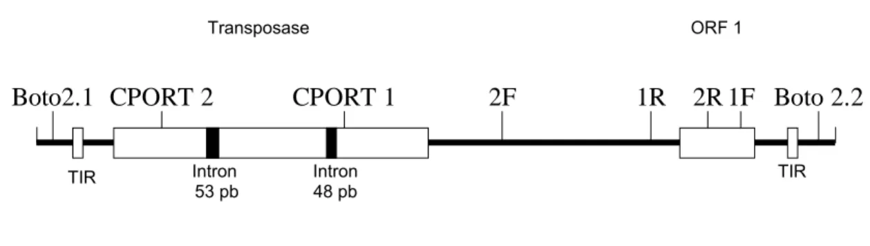 Figura 2:   Esquema do elemento transponível Boto mostrando os sítios de  anelamento dos oligonucleotídeos utilizados no presente estudo