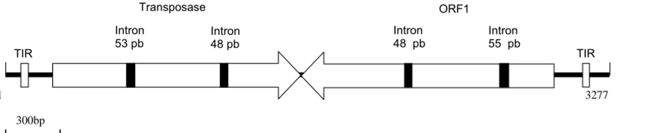 Figura 8:  A)  Seqüência da ORF 1 do elemento transponível Boto 2. Sublinhado estão os codons de iniciação e  terminação