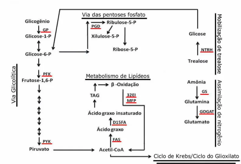 Figura 2.  Enzimas relacionadas ao metabolismo de carbono e nitrogênio avaliadas no presente trabalho (sublinhadas em vermelho)