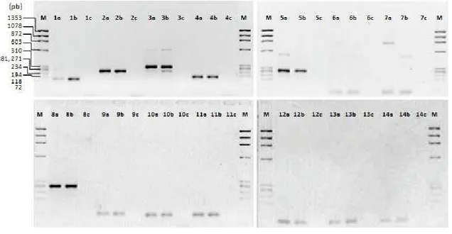 Figura 3.  Produto de PCR dos transcritos correspondentes aos genes analisados. a = cDNA de micélio dicariótico; b = cDNA de basidiósporos; c = controle  negatico (NTC)