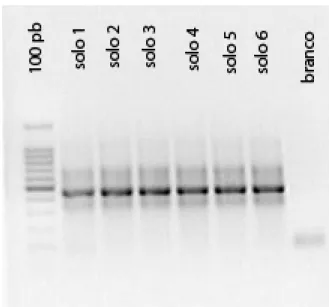 Figura 2 – Gel de agarose do resultado da PCR para Eubacteria, utilizando  iniciadores universais