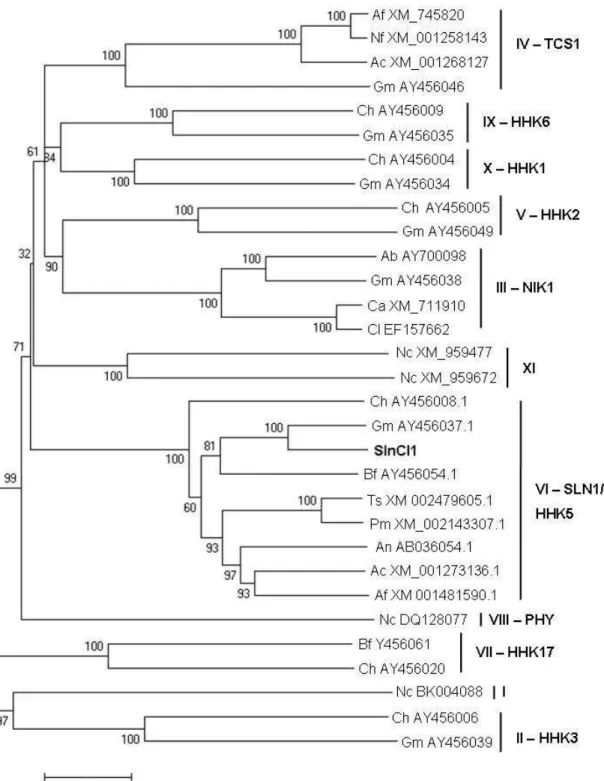 Figura 5: Análise filogenética utilizando a sequência da proteína SlnCl1. A árvore consenso 
