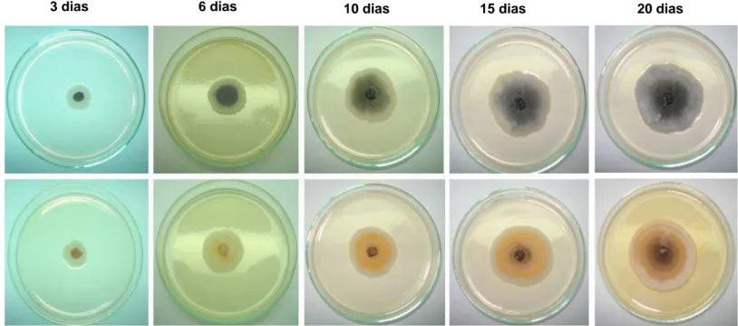 Figura 6:  Colônias de Colletotrichum lindemuthianum do isolado selvagem A 2  2-3 da raça 89 e do mutante 