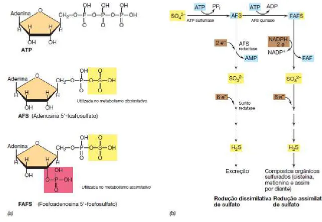 Figura 1.1. Bioquímica da redução de sulfato. (a) Duas formas de sulfato ativo podem  ser produzidas, adenosina 5’-fosfosulfato (AFS) e fosfoadenosina 5’-fosfosulfato (FAFS)