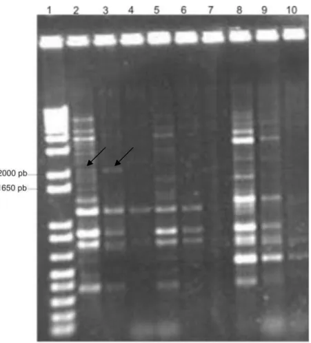 Figura 7: VERIFICAÇÃO DA INTEGRAÇÃO DO GENE DA GDPase NO GENOMA DA K. lactis. Análise 