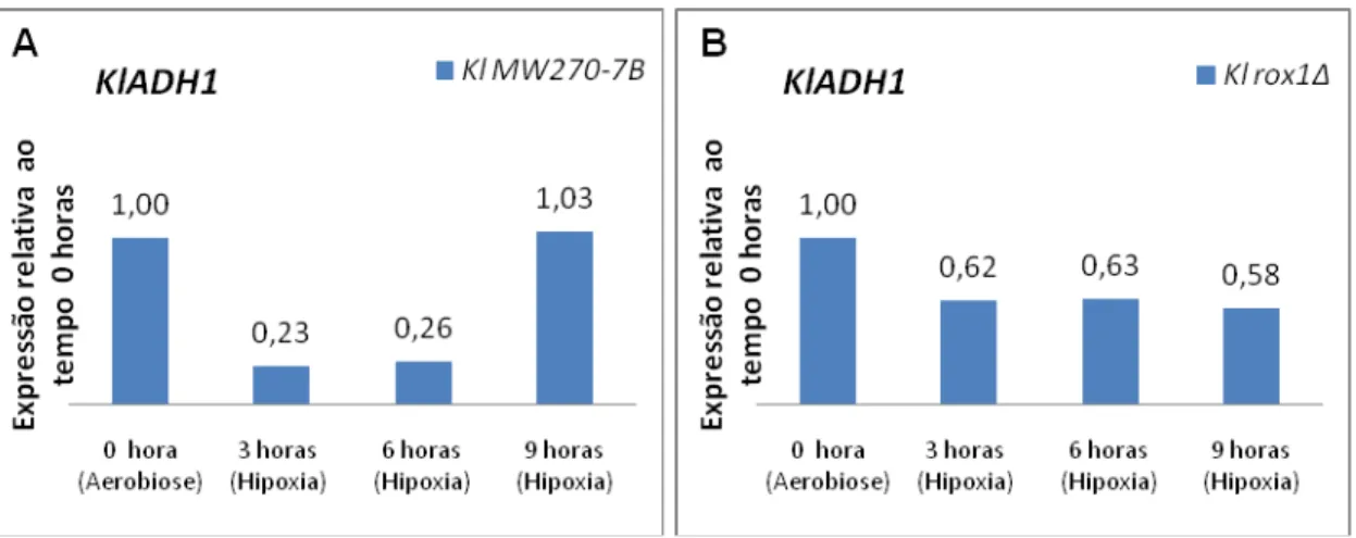 Figura 7: Expressão relativa ao tempo 0 hora (aerobiose) de KlADH1 em (A) K. 