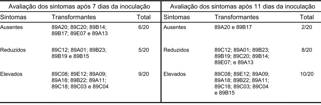 Tabela 2 – Avaliação dos sintomas nas folhas de feijoeiro comum, infectadas com esporos dos transformantes 