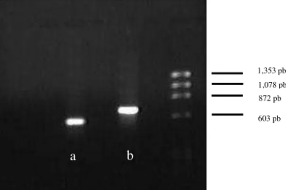 Figura 6. Amplificação dos genes atp e aat de Hydnangium sp. O fragmento a foi  obtido  por  meio  da  amplificação  utilizando  os  oligonucleotídeos  D10GENL3 D10GENR3  e  o  fragmento  b  foi  obtido  por  meio  da  amplificação utilizando os oligonucle