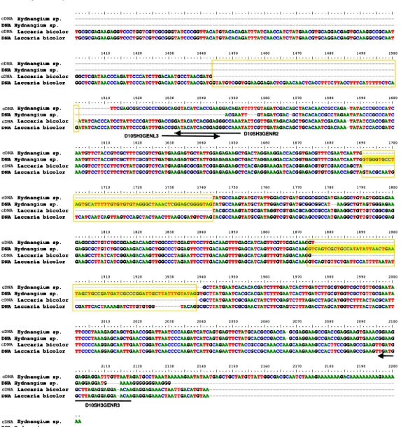 Figura 7. Alinhamento das seqüências de cDNA e DNA genômico de Hydnangium  sp.  e  de  Laccaria  bicolor  para  o  gene  que  codifica  ATP  sintase