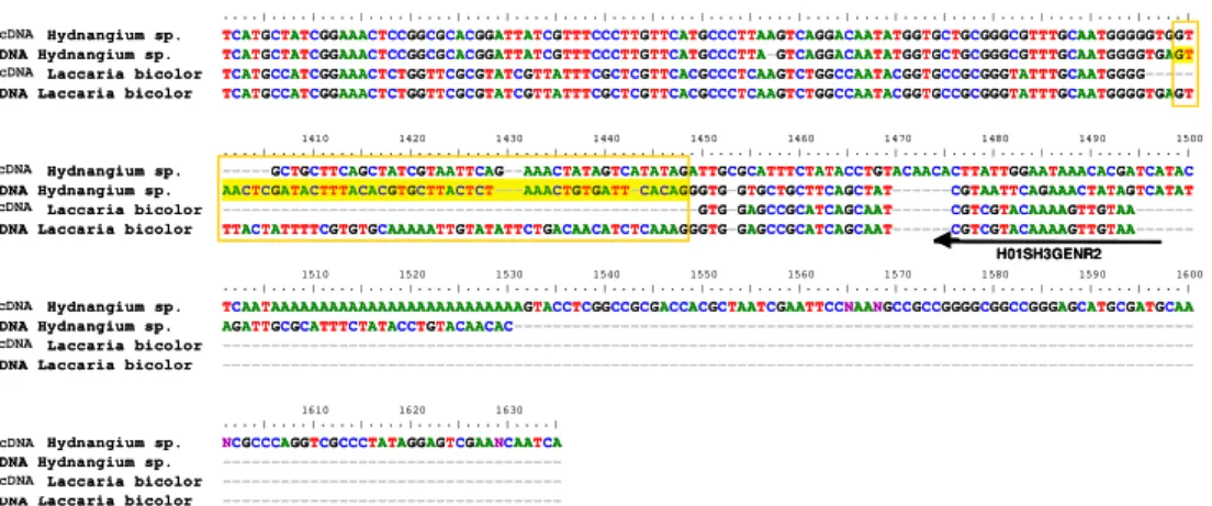 Figura  8.  Alinhamento  das  seqüências  de  cDNA  e  DNA  genômico  de 