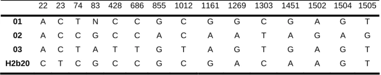 Tabela 2 – Troca de nucleotídeos nas seqüências de rDNA 16S em posições de acordo com  a seqüência de L