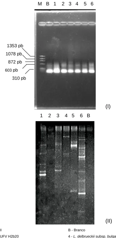 Figura 3 – (I)Eletroforese em gel de agarose do produto da amplificação por PCR do fragmento de rDNA 16S de 