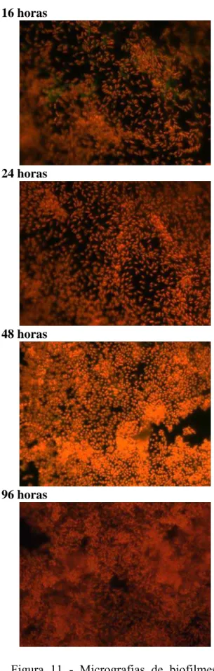 Figura 11 - Micrografias de biofilmes formados por E. cloacae 067 selvagem e  transconjugante em cupons de aço inoxidável imersos em TYEP, a 30  ºC, no período de 16 a 96 horas de incubação