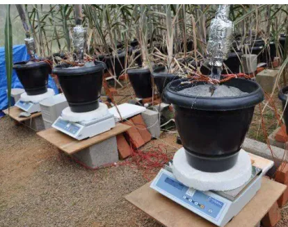 Figura 4.4. Sistemas individuais de pesagem para medição da transpiração  e do fluxo de seiva da cana-de-açúcar instalados sob vasos de  cultivo no interior da casa de vegetação